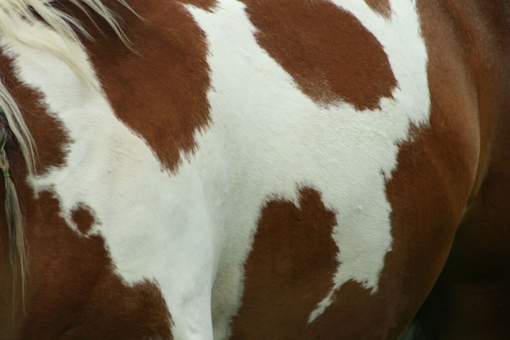 what are the 4 grades of leather leather and goods tan skins texturing leather hide skin hides and skins skin hide leather categories different kinds of leather leather varieties different types of leather animal skins animal hide types of leather
