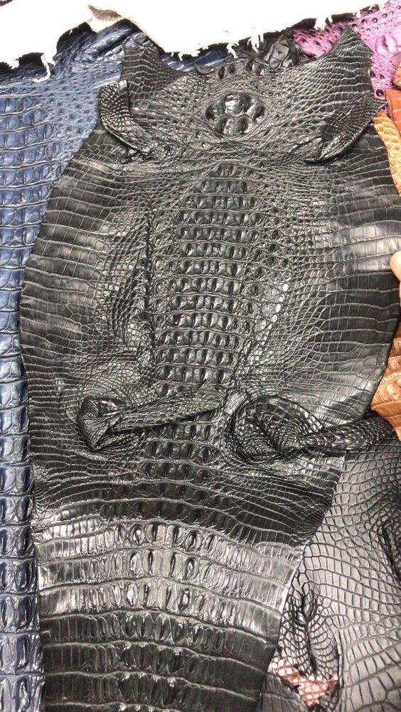 Alligator and crocodile leather