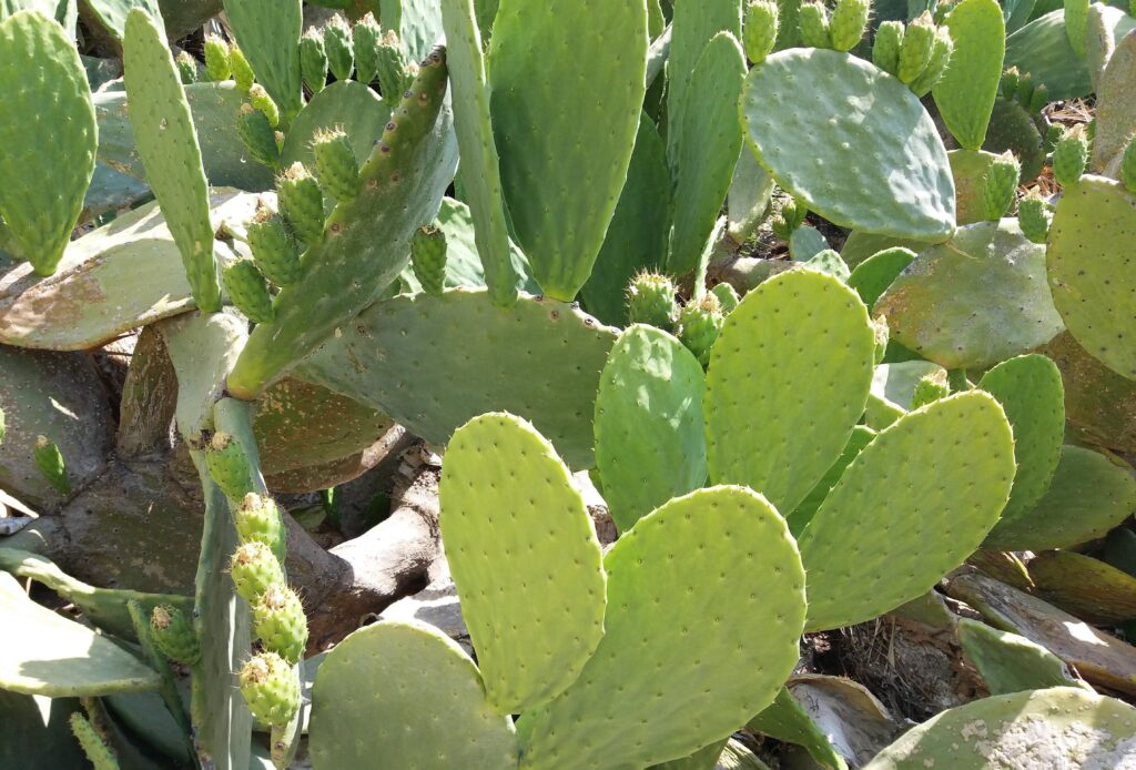 Cactus leather