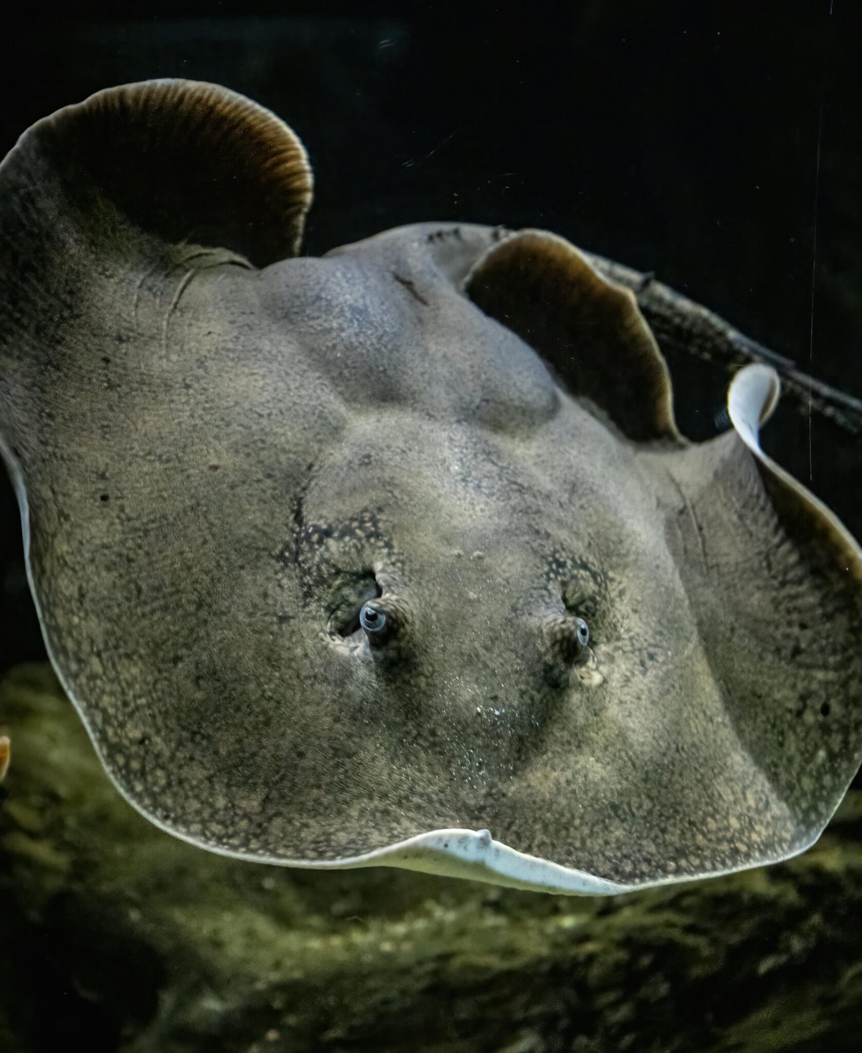 Stingray Warmies main image 0